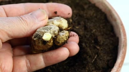 ഒരു കഷ്ണം ഇഞ്ചി മതി, ഇനി 365 ദിവസവും വിളവെടുക്കാം 