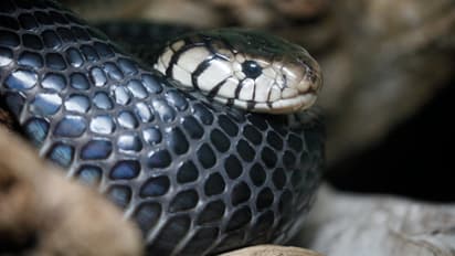 ഒമാനിൽ ആദ്യമായി ഉഗ്രവിഷമുള്ള കരിമൂർഖനെ കണ്ടെത്തി