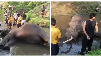 കേരള-കർണാടക അതിർത്തിയിൽ കാട്ടാനകൾ തമ്മിൽ ഏറ്റുമുട്ടി, ഒരാന ചരിഞ്ഞു