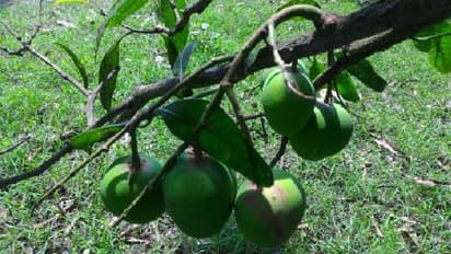 Mango Benefits: গ্রীষ্মে কাঁচা আমের অজস্র গুণ, কতটা উপকারী এই ফল?