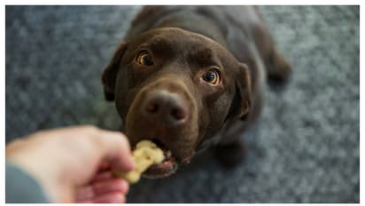 വീട്ടിൽ ലാബ്രഡോർ റിട്രീവർ ഉണ്ടോ? എങ്കിൽ ഇക്കാര്യങ്ങൾ ശ്രദ്ധിക്കണേ