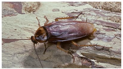 Kitchen Hacks: వంటింట్లో బొద్దింకల బెడదా? వీటి వాసనకు మళ్లీ రావు..!