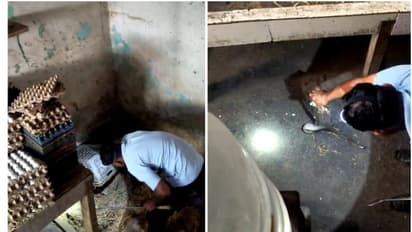 ഇരപിടിക്കുന്നതിനിടയിൽ മൂർഖൻ കടയ്ക്കുള്ളിൽ കുടുങ്ങി; ഒടുവിൽ വിഴുങ്ങിയ എലിയെ ഛർദിച്ചു