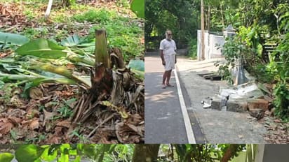 കാട്ടാന തിന്നും ചവിട്ടിയും നശിപ്പിച്ചത് 30 ഓളം ചക്കകൾ, വീടിന്റെ മതിൽ തകർത്തു, പുരയിടത്തിൽ കയറിയും അക്രമം