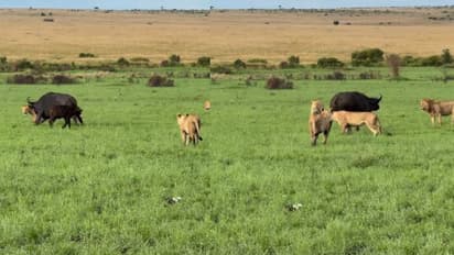 എരുമയായാലും മനുഷ്യനായാലും അമ്മ അമ്മതന്നെ; പേടിച്ചോടി സിംഹക്കൂട്ടം, വീഡിയോ 