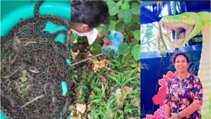 കല്ലിനടിയിലും പടവുകൾക്കിടയിലും..വീട്ടുവളപ്പാകെ പാമ്പുകൾ, 8 മണിക്കൂറെടുത്ത് രാജി പിടികൂടിയതത് 75അണലിക്കുട്ടികളെ