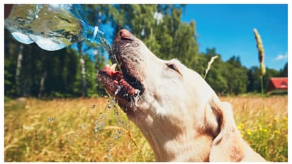 വളർത്ത് നായക്ക് ഈ ലക്ഷണങ്ങളുണ്ടോ? എങ്കിൽ ശ്രദ്ധിക്കണേ