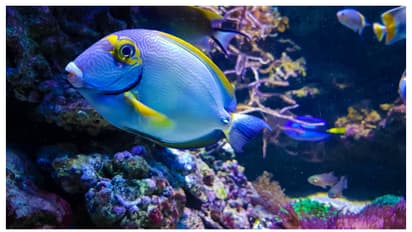 ഫിഷ് ടാങ്കിൽ ആൽഗകൾ വളരുന്നുണ്ടോ? എങ്കിൽ ഇതാണ് കാരണം