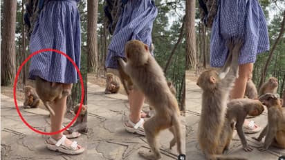 Baby Monkey's Behavior: ಡ್ರೆಸ್​ ಒಳಹೊಕ್ಕಿ ಮರಿ ಕೋತಿ ಕಿತಾಪತಿ! ಯುವತಿಯ ಮಾನ ಕಾಪಾಡಿದ ಅಮ್ಮ ಮಂಗ- ವಿಡಿಯೋ ವೈರಲ್​ 