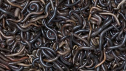 'ഉറങ്ങിയാൽ മുഖത്ത് അടക്കം തേരട്ടകൾ', വീട്ടിലും വഴിയിലും പോർച്ചുഗീസ് തേരട്ടകൾ നിറഞ്ഞ് വലഞ്ഞ് ഒരു നാട്