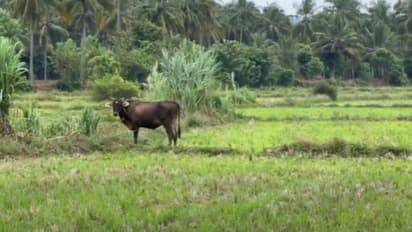 'ഇന്ഷുറന്സ് തുകയ്ക്കായി കന്നുകാലികളോട് ക്രൂരത, തട്ടിപ്പ് മൃഗഡോക്ടർമാരുടെ ഒത്താശയോടെ'; പരാതിയുമായി ക്ഷീരകർഷകർ