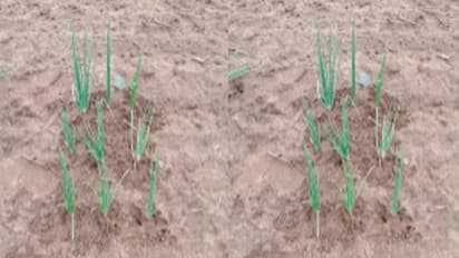 ಬೆಳೆ ವಿಮೆ ಹಣಕ್ಕಾಗಿ 9 ಈರುಳ್ಳಿ ಸಸಿ ನೆಟ್ಟು ವಂಚನೆ: ದಂಧೆಯಲ್ಲಿ ಕೆಲ ಅಧಿಕಾರಿಗಳು ಭಾಗಿ?