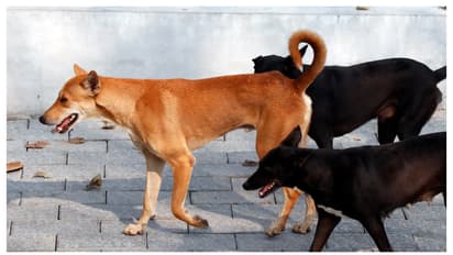 தெரு நாய்கள் தொல்லை இனி இல்லை! முதல்வர் ஸ்டாலின் எடுத்த முக்கிய முடிவு! 