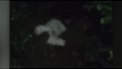 വയനാട് എരുമക്കൊല്ലിയിൽ വീണ്ടും കാട്ടാന ആക്രമണം; പൂളക്കൊല്ലി സ്വദേശിയ്ക്ക് ദാരുണാന്ത്യം