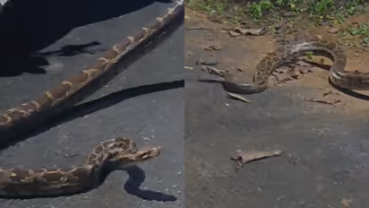 ആദ്യം കണ്ടത് അയ്യപ്പൻമുടി റോഡിൽ, പിന്നെ നീങ്ങി പുൽക്കാട്ടിലെത്തി; ഒടുവിൽ മാർട്ടിൻ്റെ കൈപ്പിടിയിൽ!