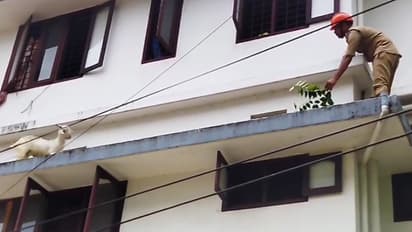 വീടിന്‍റെ രണ്ടാം നിലയിലേക്ക് മുട്ടനാട് ഓടിക്കയറി, സൺഷേഡിൽ കുടുങ്ങി, പരിഭ്രാന്തി; ഒടുവിൽ രക്ഷകരായി ഫയര്‍ഫോഴ്സ്