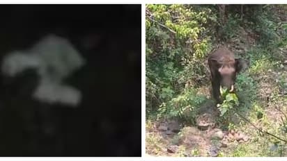 അറുമുഖനെ ആക്രമിച്ചതിന് ഒരു കിലോമീറ്റർ അകലെ വീണ്ടും കാട്ടാനക്കൂട്ടമെത്തി; പടക്കം പൊട്ടിച്ച് തുരത്തി