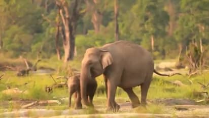 ശരിക്കും നോക്കിപ്പഠിച്ചോണം, അങ്ങനെയല്ല ദേ ഇങ്ങനെ; കുട്ടിയാനയെ പുല്ലുതിന്നാൻ പഠിപ്പിക്കുന്ന അമ്മയാന 