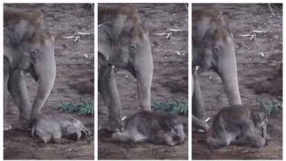 'എഴുന്നേക്കടാ മോനെ...'; സുഖനിദ്രയിലായ കുട്ടിയാനയെ തട്ടിവിളിച്ച് അമ്മയാന, വീഡിയോ വൈറൽ 