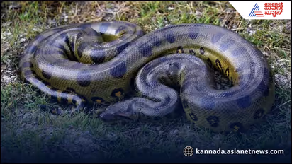 ವಿಶ್ವದ ದೊಡ್ಡ ಅನಕೊಂಡಾ ಪತ್ತೆ:  ಕನಸಲ್ಲೂ ಬೆಚ್ಚಿಬೀಳೋ ದೈತ್ಯ ಇದು! 