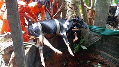 20 അടി താഴ്ചയുള്ള കിണറില്‍ നിന്ന് വലിയ ശബ്ദം, വീട്ടുകാര്‍ ഓടിയെത്തിയപ്പോൾ കണ്ടത് പശുവിനെ, രക്ഷപ്പെടുത്തി