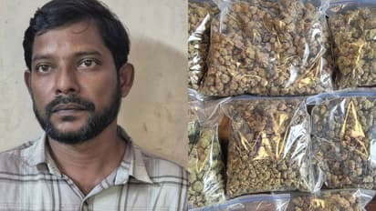 വീട്ടിൽ പരിശോധന; കണ്ണൂർ ഇരിക്കൂറിൽ കഞ്ചാവുമായി യുവാവ് അറസ്റ്റിൽ, മട്ടന്നൂരിൽ റോഡരികിൽ കഞ്ചാവ് ചെടി കണ്ടെത്തി