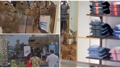 ശ്ശെടാ! ലൂയിസ് ഫിലിപ്പ് ഷോപ്പിൽ ഓടിക്കയറി പുള്ളിമാൻ, ട്രയൽ റൂമിൽ തന്നെ നിൽപ്പ്; ഒടുവിൽ വലയിട്ട് പിടിച്ചു