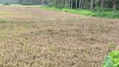 ഇലകളില്‍ പൊള്ളിയപോലെ പാടുകൾ തെളിയും, വടകരയിൽ 300 ഏക്കറിൽ കരിഞ്ഞുണങ്ങി നെൽക്കതിരുകൾ, കാരണം ബ്ലാസ്റ്റ് ഫംഗസ് 