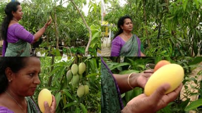 നീണ്ട പ്രവാസ ജീവിതത്തിൽ നിന്ന് മാമ്പഴക്കൃഷിയിലേക്ക്; അർബുദം 3 തവണ വില്ലനായി, മാമ്പഴ മേളയിൽ തിളങ്ങി ബ്ലെയിസി 