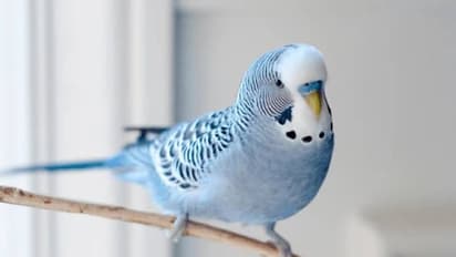 1,700 -ലധികം വാക്കുകളറിയാം, പക്ഷികളുടെ കൂട്ടത്തിലെ ബുദ്ധിമാൻ ഇവനാണ്, സ്വന്തം പേരിൽ ലോകറെക്കോർഡും 