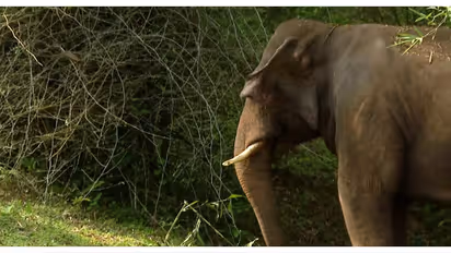 കാട്ടാനയാക്രമണത്തിൽ പിഞ്ചുകുഞ്ഞടക്കം ഒരു കുടുംബത്തിലെ മൂന്ന് പേർ കൊല്ലപ്പെട്ടു, സംഭവം ബംഗാളിൽ