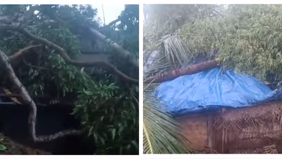 5ലധികം വീടുകൾക്ക് ഭാഗിക നഷ്ടം, 15 ഇലക്ട്രിക് പോസ്റ്റുകളും തകർന്നു; വിതുരയിൽ തകർത്തുപെയ്ത് മഴയും കാറ്റും