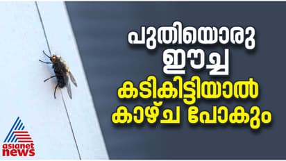 'ബ്ലാക്ക്' ഈച്ച! പുതിയൊരു ഈച്ച വ‍ർഗത്തെ ഡാർജിലിംഗിൽ കണ്ടെത്തി, കടികിട്ടിയാൽ കാഴ്ച പോകാൻ വരെ സാധ്യതയെന്ന് പഠനം
