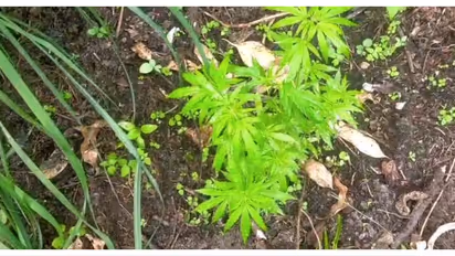 പുഴയോരത്ത് നട്ടുപിടിപ്പിച്ച വിളവെടുപ്പിന് പാകമായി നിന്ന 96 ചെടികൾ; രഹസ്യവിവരം കിട്ടി നശിപ്പിച്ച് ഉദ്യോഗസ്ഥര്