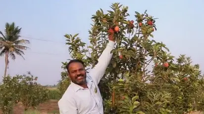 ಬಿಸಿಲ ನಾಡಲ್ಲಿ ಸೇಬಿನ ಸಿಹಿ: ₹15 ಲಕ್ಷ ಆದಾಯ ಗಳಿಸುವ ರೈತನ ಸಾಧನೆಗೆ ಮೋದಿ ಮೆಚ್ಚುಗೆ