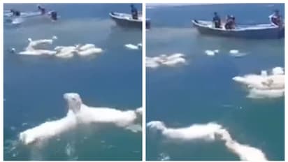 കടലില്‍ ഒഴുകി നടക്കുന്ന ആടുകൾ, അവയെ പിടികൂടാന്‍ ബോട്ടുകൾ; വീഡിയോ വൈറല്‍