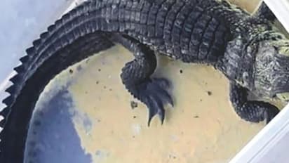 വാഹനത്തിനുള്ളിൽ മുതല, പിടിയിലായത് ചെക്ക്പോസ്റ്റിലെ പരിശോധനയ്ക്കിടെ, കുവൈത്തിൽ യുവാവ് അറസ്റ്റിൽ