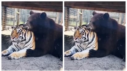 'കലിയല്ല, പ്രണയം'; കടുവയുടെ ശരീരം വൃത്തിയാക്കുന്ന കരടി, ഇതെന്ത് കൂത്തെന്ന് കാഴ്ചക്കാര്, വീഡിയോ വൈറല്