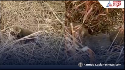 ಕುನೋ ಅರಣ್ಯದಲ್ಲಿ 5 ಮರಿಗಳಿಗೆ ಜನ್ಮ ನೀಡಿದ ಆಫ್ರಿಕಾದಿಂದ ತಂದ ನಿರ್ವಾ ಚೀತಾ, ವಿಡಿಯೋ