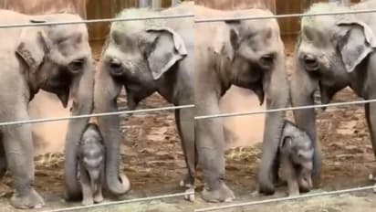 'ദേ അമ്മയും ആന്റിയും കഴിക്കുന്നത് പോലെ കഴിക്കണം'; കൗതുകത്തോടെ നോക്കി കുട്ടിയാന, വൈറൽ വീഡിയോ 