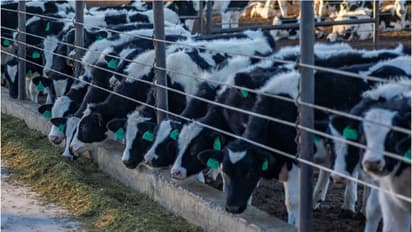 കന്നുകാലി ഫാമുകളിലെ കുളമ്പുരോഗം; കുവൈത്തിൽ കണ്ടെത്തിയത് 2,662 കേസുകൾ