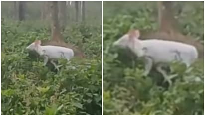 കുറിച്യാട് വന്യജീവി സങ്കേതത്തിൽ ഇങ്ങനെയൊരു കാഴ്ച ആദ്യം! കുറ്റിക്കാട്ടിൽ വെള്ള നിറത്തിൽ മാൻ, കാരണം ആൽബിനിസം