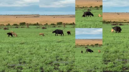 ಕಂದನ ಮೇಲೆ ಮುಗಿಬೀಳುತ್ತಿದ್ದ ಸಿಂಹಗಳನ್ನು ಏಕಾಂಗಿಯಾಗಿ ದೂರ ಓಡಿಸಿದ ಕಾಡೆಮ್ಮ