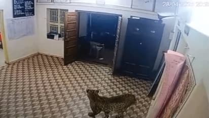 கம்ப்ளைன்ட் கொடுக்கணும் சார்! காவல் நிலையத்தில் புகுந்த சிறுத்தை! காவலர்கள் பீதி!