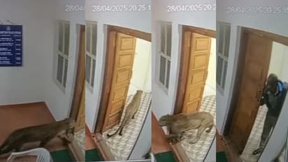 എസ് ഐ സാറില്ലേ ഇവിടെ....നടുവട്ടത്ത് പൊലീസ് സ്റ്റേഷനുള്ളിൽ കയറി പുലി, വാതിലടച്ച് രക്ഷപ്പെട്ട് പൊലീസുകാർ-വീഡിയോ