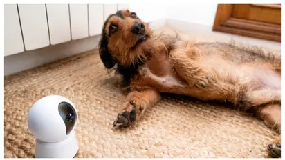 വളർത്ത് നായയുടെ പ്രതിരോധ ശേഷി വർധിപ്പിക്കാൻ ഇതാ 5 പ്രകൃതിദത്ത മാർഗ്ഗങ്ങൾ