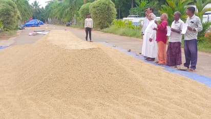 ഉണങ്ങിയ നെല്ലിന് 'കിഴിവ്' ചോദിച്ച് സംഭരണം വൈകിക്കുന്നു, ദുരിതത്തിലായി ഇരിങ്ങാലക്കുടയിലെ കർഷകർ