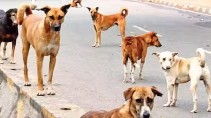 प्रतीकात्मक तस्वीर