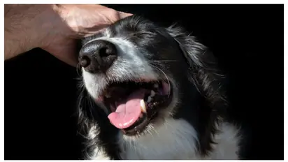 വളർത്തുമൃഗങ്ങൾ ഉള്ളവർക്ക് ആശ്വാസം; മൃഗങ്ങളുടെ ശവസംസ്കാരത്തിനായി പ്രത്യേകം സ്ഥലം അനുവദിച്ച് മഹാരാഷ്ട്ര സർക്കാർ 