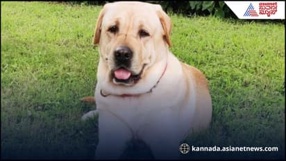 ಕೊಡಗು ಪೊಲೀಸ್ ಶ್ವಾನ ಪೃಥ್ವಿ ಇನ್ನಿಲ್ಲ, ಕರ್ತವ್ಯ ಮುಗಿಸಿದ ಶಿಸ್ತಿನ ಸಿಪಾಯಿ